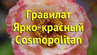 Гравилат ярко-красный Космополитен. Краткий обзор, описание geum coccineum Cosmopolitan