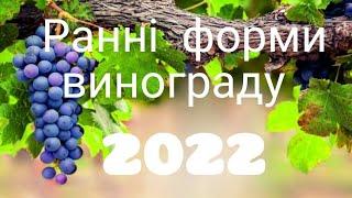 Огляд ранніх гібридних форм винограду 