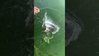 This fish soaked my camera in slow Motion  #sheepshead #sheepsheadfishing #catchandrelease #sevins