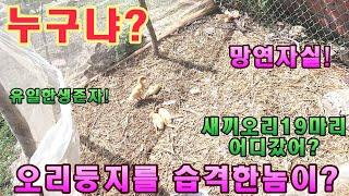 [베트남오리] 오리둥지 피습사건 누구냐도데체? 생존오리1마리 망연자실...