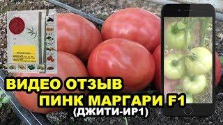 ПИНК МАРГАРИ F1(Джити-Ир1). Видео отзыв