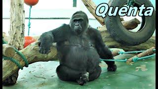 Gorilla Quenta loved to climb and interact with visitors./ 大猩猩 Quenta喜歡攀爬跟遊客互動