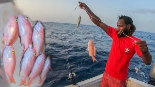 Catching The Prize Fish From The Ocean | Silk Snappers