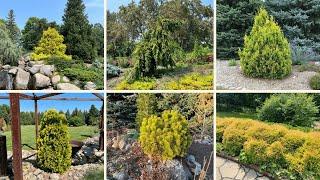 Yellow Conifers: The Perfect Garden Accent