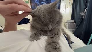 My sweet cat, Ayla, enjoying a head massage (08/28/24)