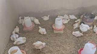 Farming Broiler Chickens Week Three Insights and Progress