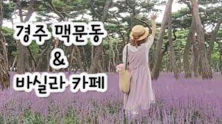 맥문동 연가 #8,9월에가야할여행지 #경주황성공원맥문동 #경주바실라카페