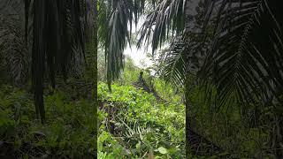 Begini cara membabat rumput yang benar