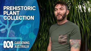 Prehistoric plant collection | My Garden Path | Gardening Australia