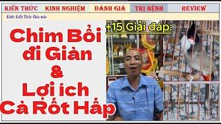 Giải đáp cách dợt Bổi trên giàn và cách chăm Hoa Quả Cào cào cho chim xong Lông