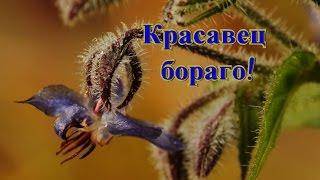 Бораго огуречная трава.  Польза растения бораго!