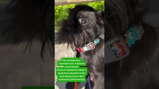 Як проходить соціалізація #pets #грифон