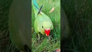 how to feeding baby parrot | Parrot healthy food  | ringneck parrot food  #parakeet  #parrot #shorts