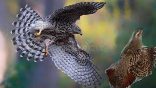 hunting of partridge with goshawk || falconry art of kings