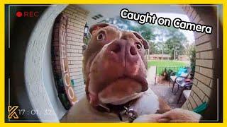 SHOCKING Animals Caught On Camera Moments 