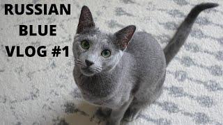 Spike the Russian Blue: Cat Vlog #1