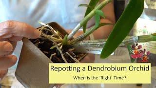 When & How to Repot a Dendrobium Orchid | Repotting Den. Bicentennial Blue w/ Life Updates!