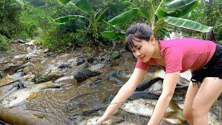 Harvesting A Lot of Fish at Mud Pond | Asian Jungle with Delicious Fresh Fish