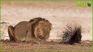 Dangerous! Painful Lion Was Stabbed By Hundreds Of Porcupine Spikes When Foolishly Hunted Porcupine