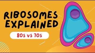 Ribosomes Explained - 80s VS 70s - STRUCTURE AND FUNCTION