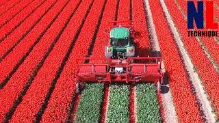 The Story of The Tulips - From Planting to Harvest Process With Modern Machines