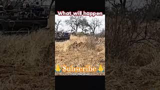 "Leopard vs Warthog ️ Intense Hunting Battle! Who Will Survive?" ️ When Stealth Meets Strength!