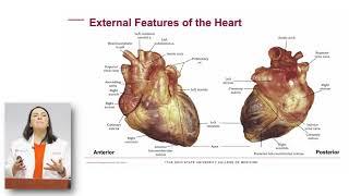 Applications of Anatomy Lecture | Ohio State College of Medicine