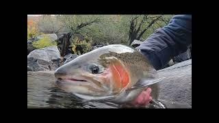 Tuolumne River Basecamp Fly Fishing Adventure