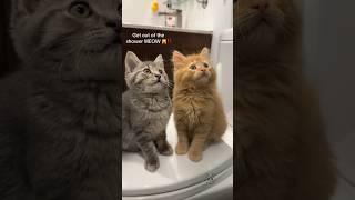 Po & Tato’s meowguard shift  #babykittens #fosterkittenrescue #clingycat