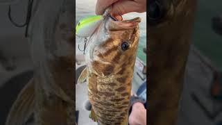 Stunning SMALLMOUTH BASS WOW!! #shorts #smallmouthbass #havasubass #fishingwcp