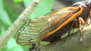 A Magicicada septendecim ovipositing (Brood II, New Jersey, 2013)