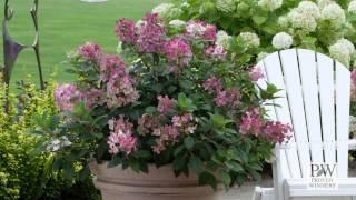 Little Quick Fire® Hydrangea paniculata