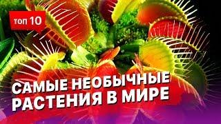 Самые необычные растения в Мире