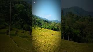 Beauty of Sri Lanka's breathtaking rice terraces.  #VisitSriLanka #NatureVibes #shorts #foryou