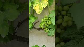 05.07.24 Аркадия и Тигин #garden #виноград #сад #дача #лето #nature #обработка #огород
