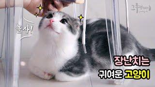 귀엽게 장난치는 고양이 (귀염뽀짝 아기고양이) cat vlog