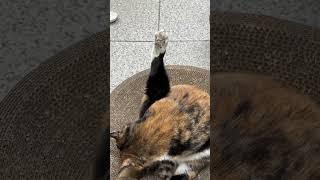 선생님 저요‍️ #카오스냥 #cat #tortiecats #사무실고양이