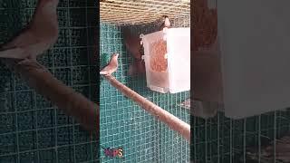 African waxbill ||Beautiful collection ||Pleasant sound birds||Mps farm #exotic #finches #waxbills