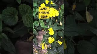 #노래는 나의인생 #원곡 이미자 #임영웅 #영웅시대 #미스터트롯진