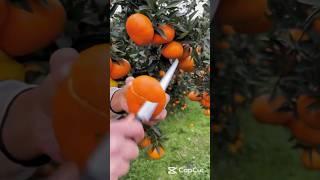 What These 4 Powerful Fruit Combos Do to a Man's Body? #health #viralreels #healthtips