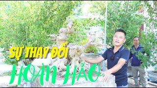 NamLe Bonsai | Chỉnh sửa cốt sanh ba thân rất đẹp