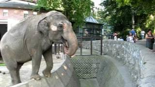 Beograd, Beo zoo vrt, slon (elephant, zoo)