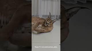 Floppa Perseus waits in front of the refrigerator #caracal