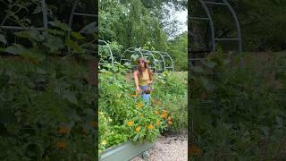 Lunch from the Garden: Ep. 1  I  Fried Zucchini Blossoms  I  #gardening #summerrecipes