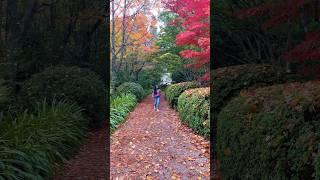 Colors..️ #shortsfeed #shorts #youtubeshorts #autumn