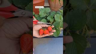 Fruit Harvest from My Terrace Garden #terracegarden #fruit #shorts