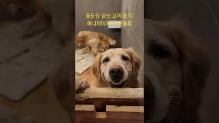 골든리트리버 6마리 평상시일상 #짱아네가족 #3대가사는집 #goldenretriever