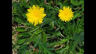Cat's Ear (Hypochaeris radicata) - as Good for You as a DANDELION!