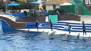 San Diego SeaWorld Dolphin Interaction Show Part II