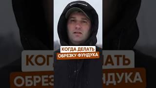 КОГДА ДЕЛАТЬ ОБРЕЗКУ ФУНДУКА?